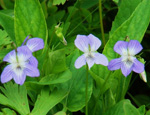   (Viola mirabilis)
