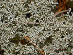 Клядония (некоторые виды рода Cladonia)