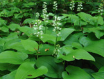 Майник двулистный (Maianthemum bifolium)