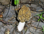 Cморчковая шапочка (Verpa bohemica)