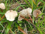 Чесночный гриб (Marasmius scorodonius)