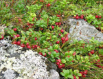брусника (Vaccinium vitis-idaea)