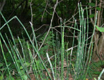 Хвощ зимующий (Equisetum hiemale)