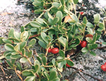 Толокнянка обыкновенная, или медвежья ягода (Arctostaphylos uva-ursi)