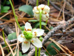 Одноцветка (Moneses uniflora)
