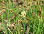 Осока волосистая (Carex pilosa)